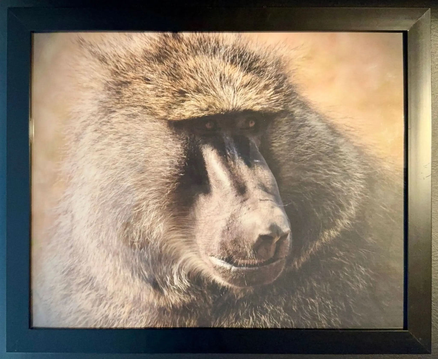 Baboon - Drone Vision Photography