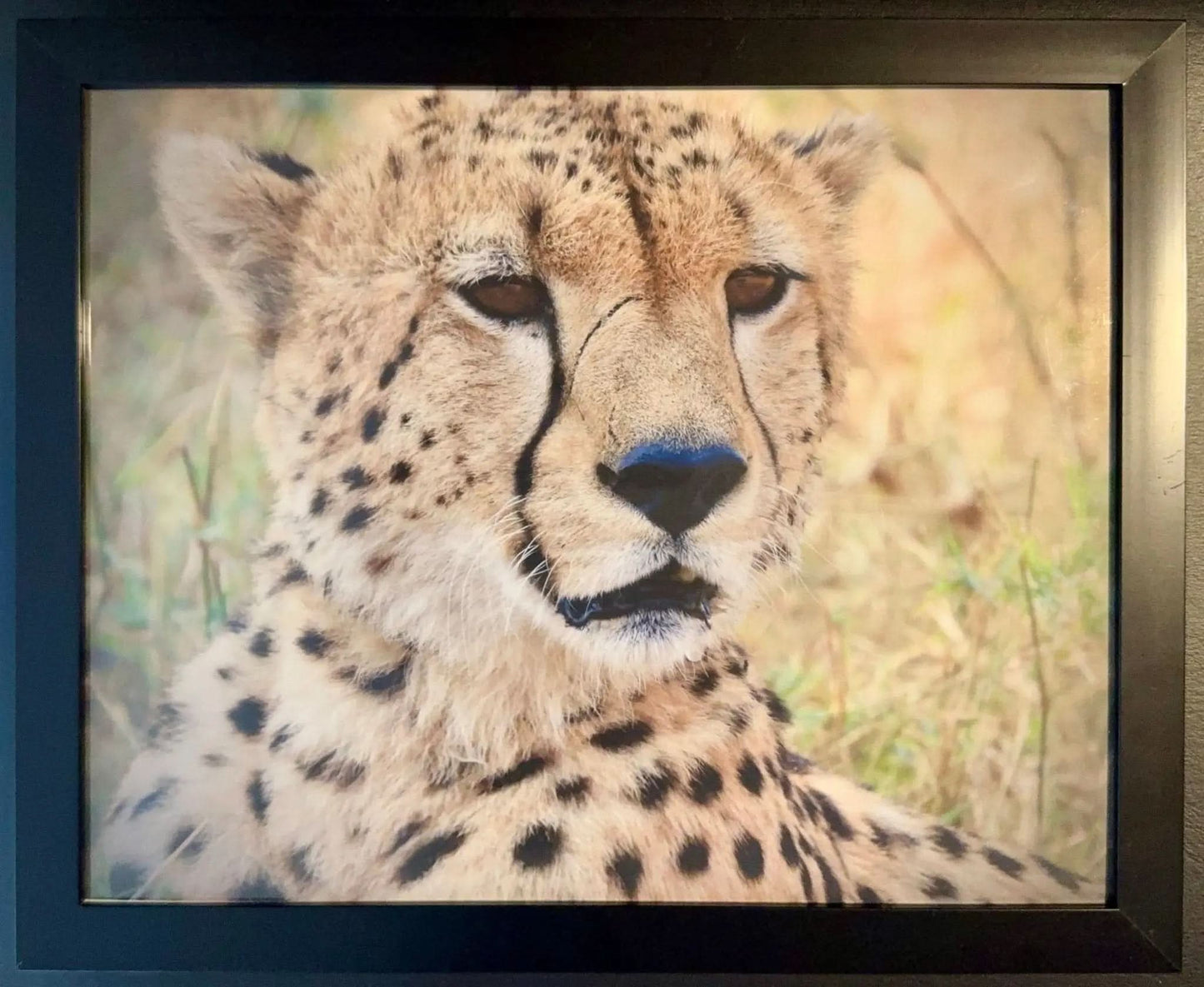Cheetah - Drone Vision Photography