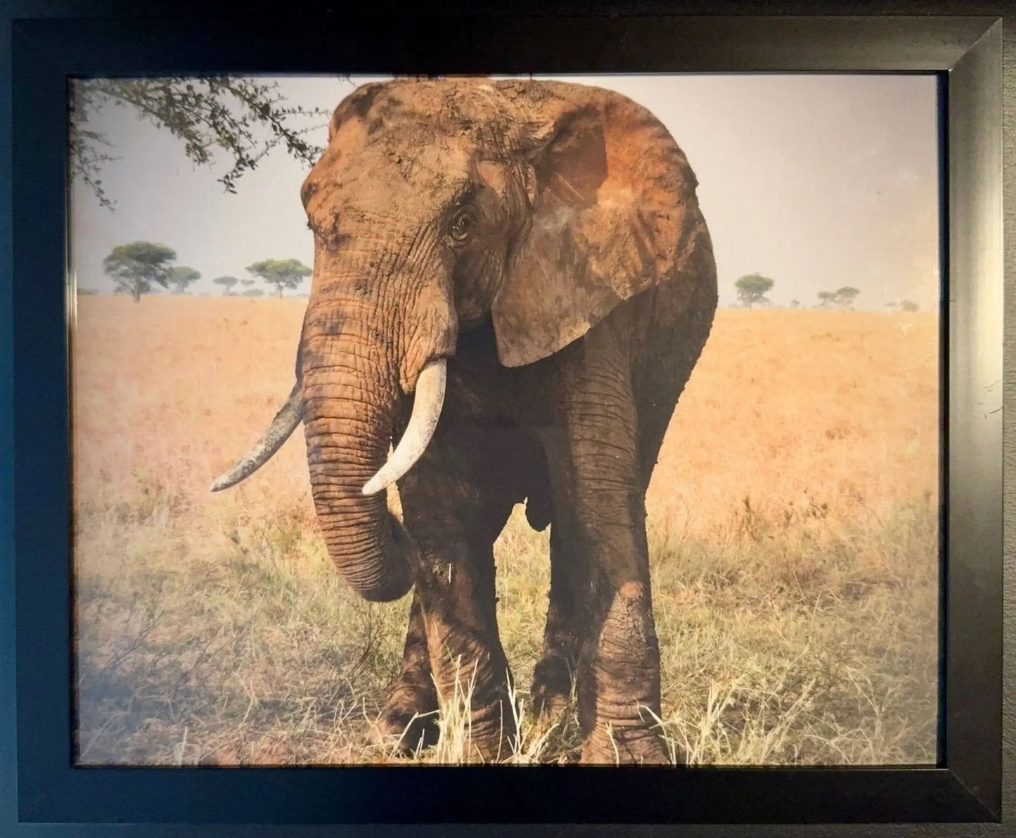 Elephant - Drone Vision Photography