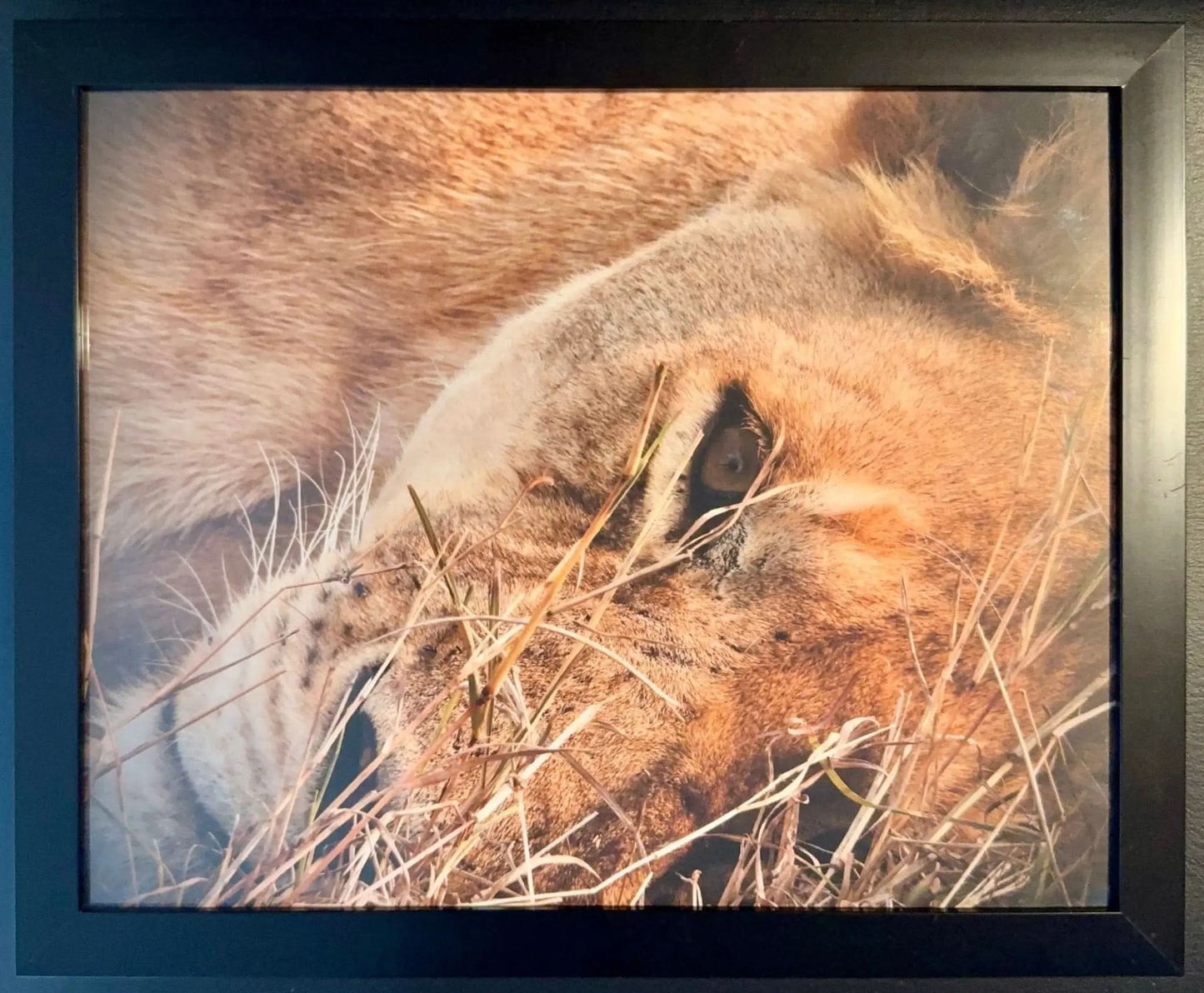 Lion - Drone Vision Photography