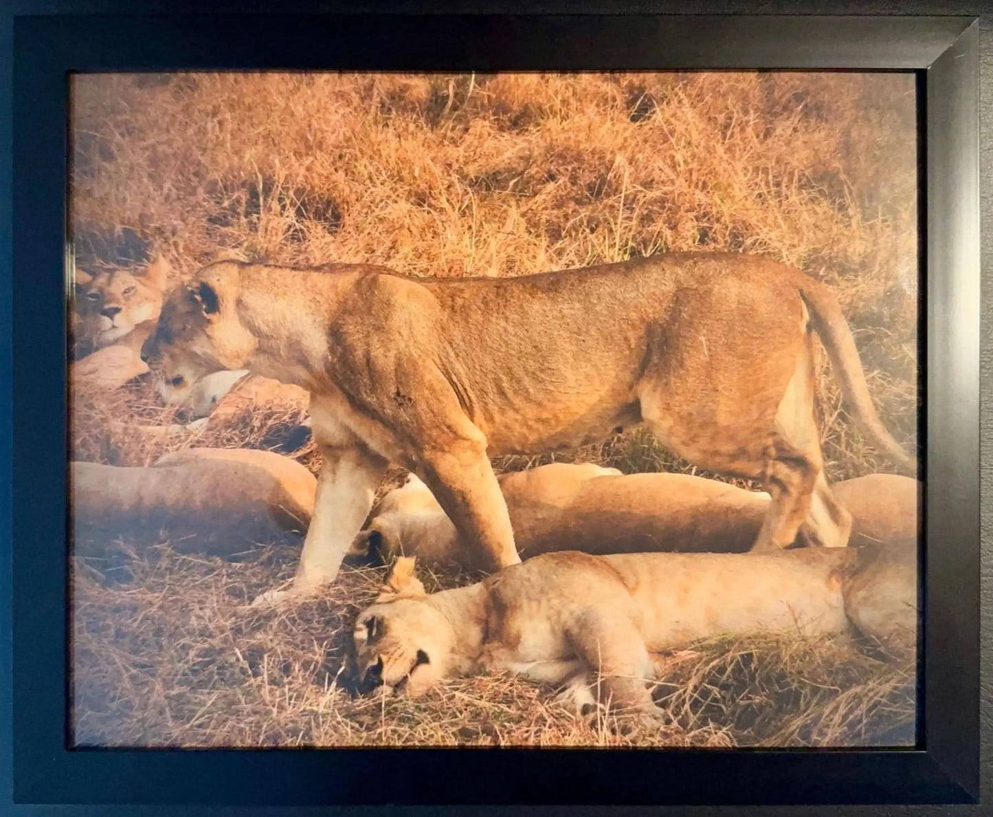 Lion - Drone Vision Photography