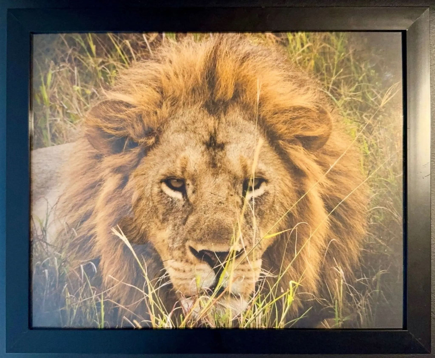 Lion - Drone Vision Photography