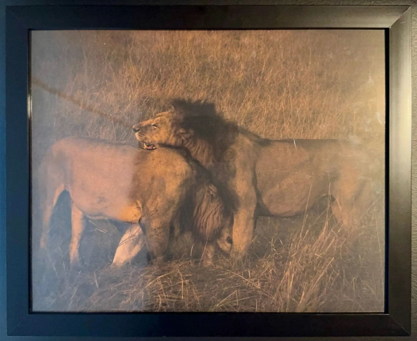 Lion - Drone Vision Photography