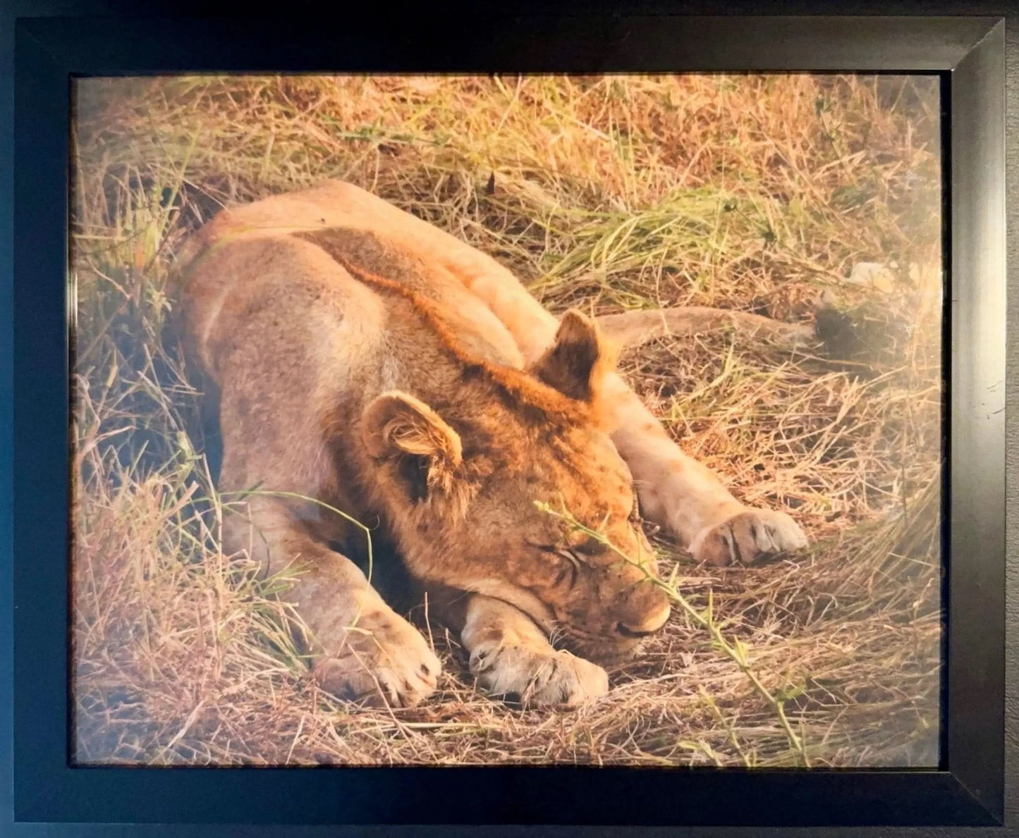 Lion - Drone Vision Photography