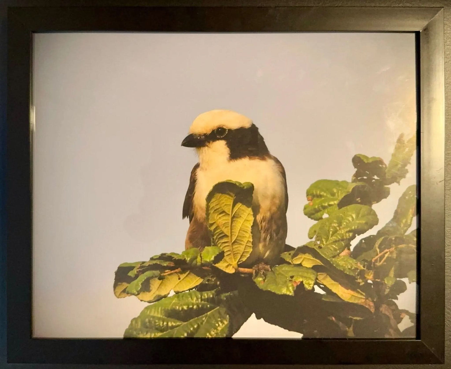 White Headed Buffalo Weaver - Drone Vision Photography