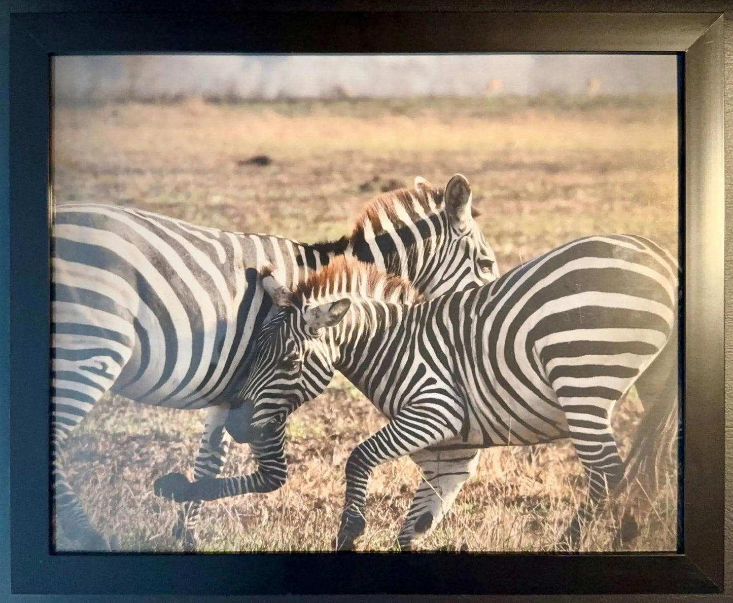 Zebra - Drone Vision Photography