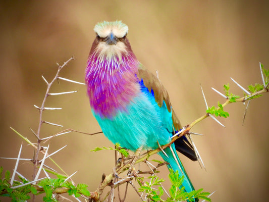 Lilac Breasted Roller