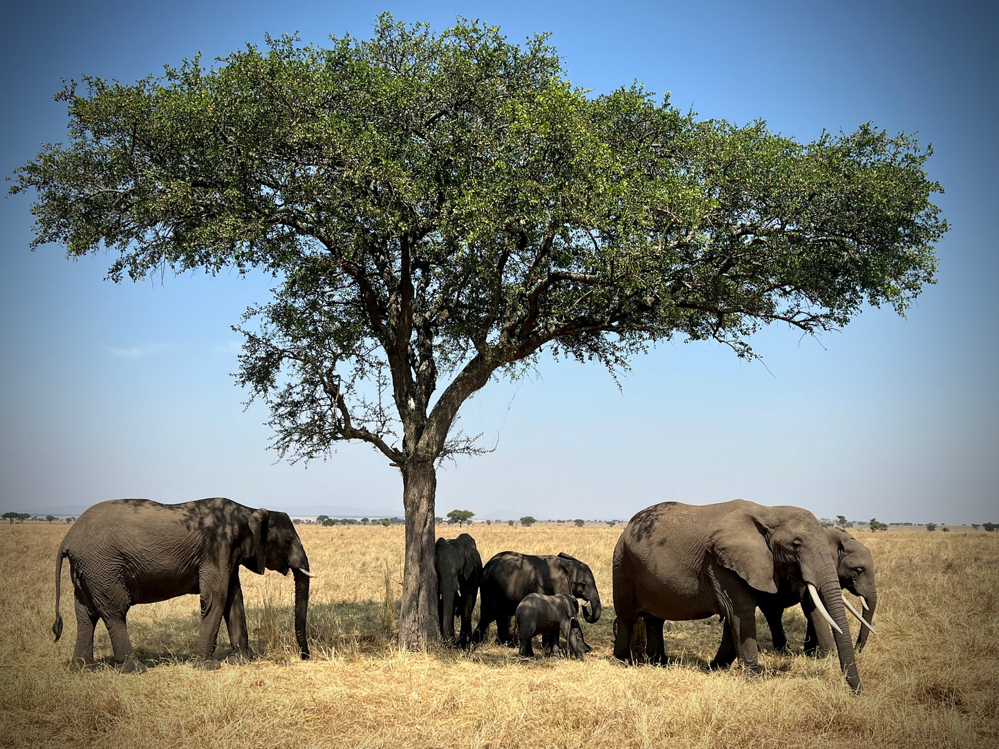 Elephants