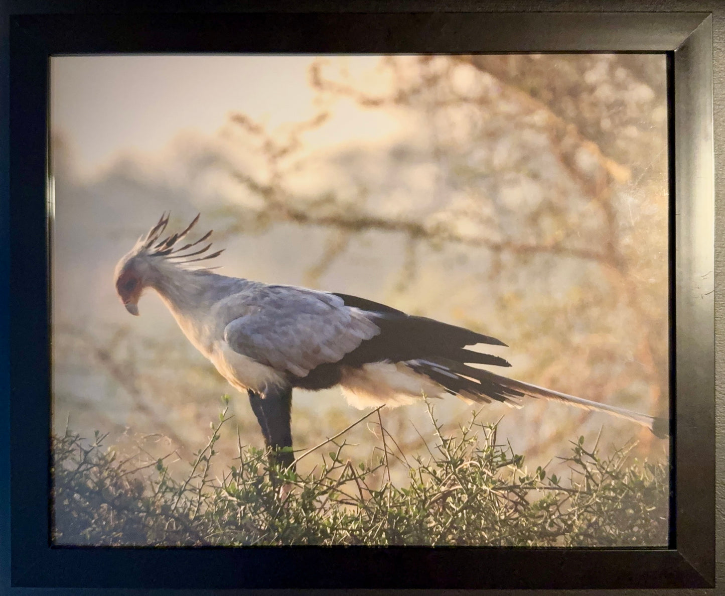 Secretary Bird