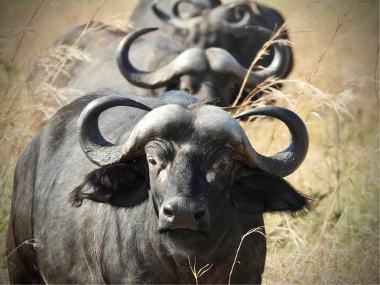 African (Cape) Buffalo - Drone Vision Photography