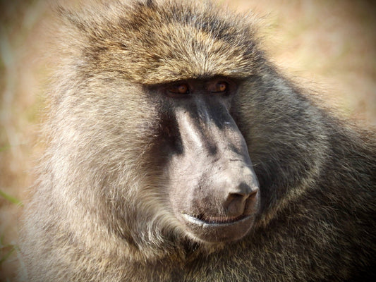 Baboon - Drone Vision Photography