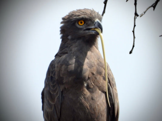 Brown Snake Eagle - Drone Vision Photography