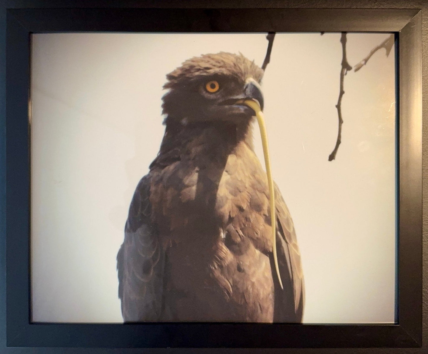 Brown Snake Eagle - Drone Vision Photography