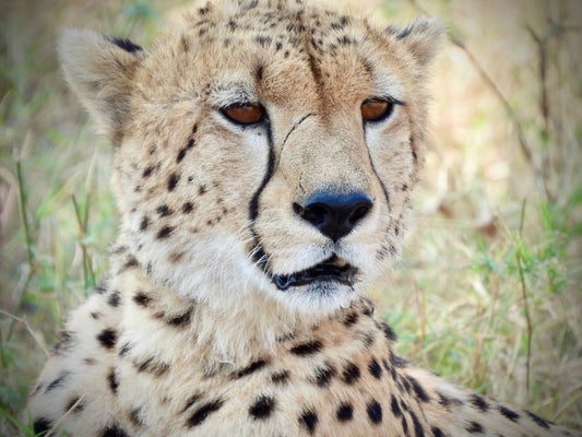 Cheetah - Drone Vision Photography