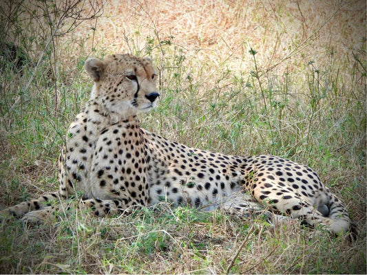 Cheetah - Drone Vision Photography