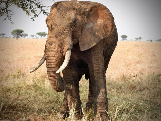 Elephant - Drone Vision Photography