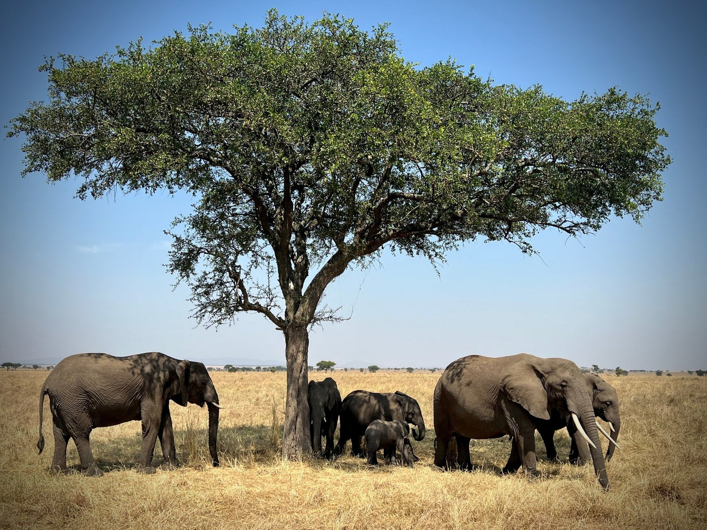 Elephants - Drone Vision Photography