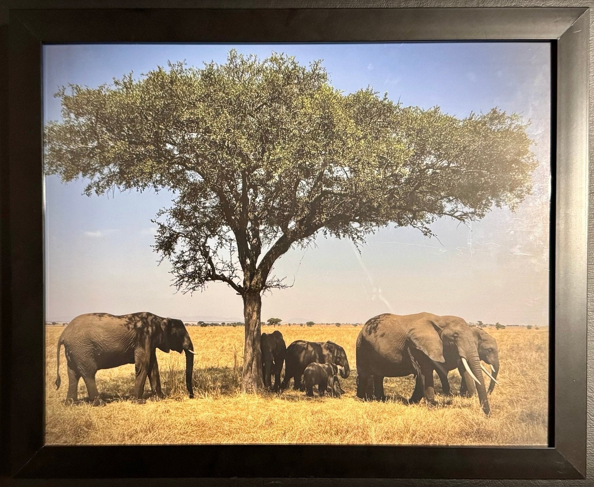 Elephants - Drone Vision Photography