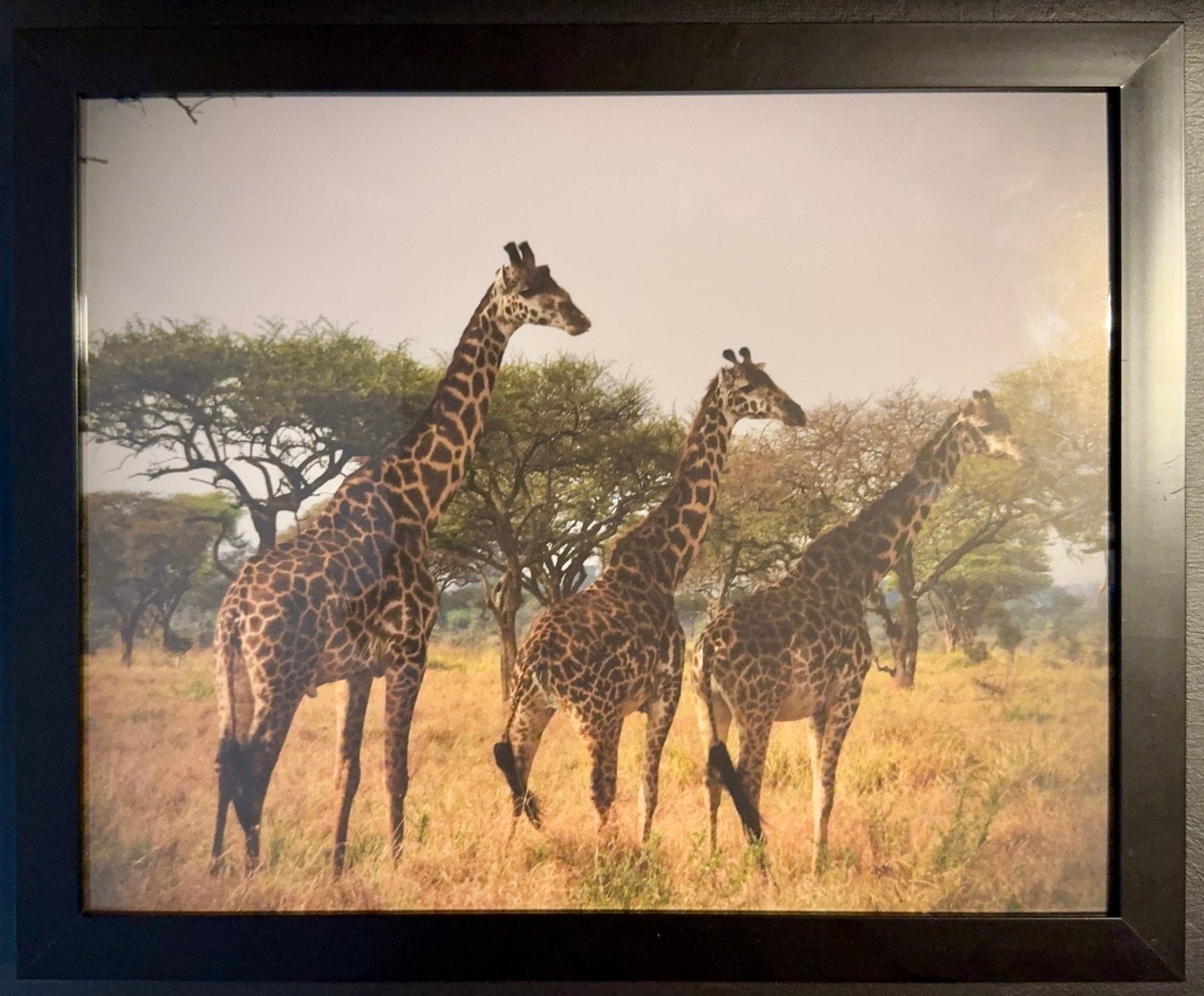 Giraffe - Drone Vision Photography