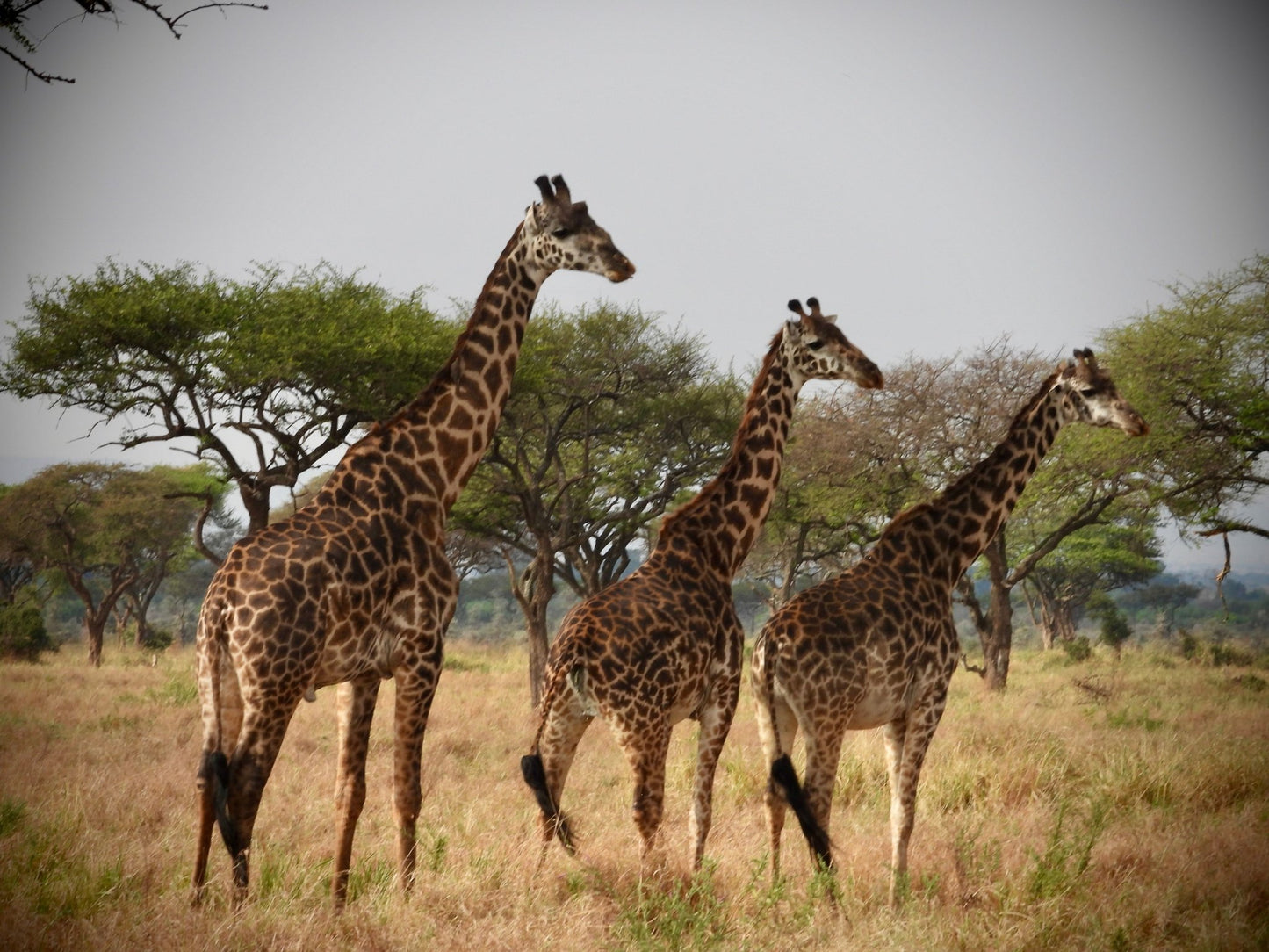 Giraffe - Drone Vision Photography