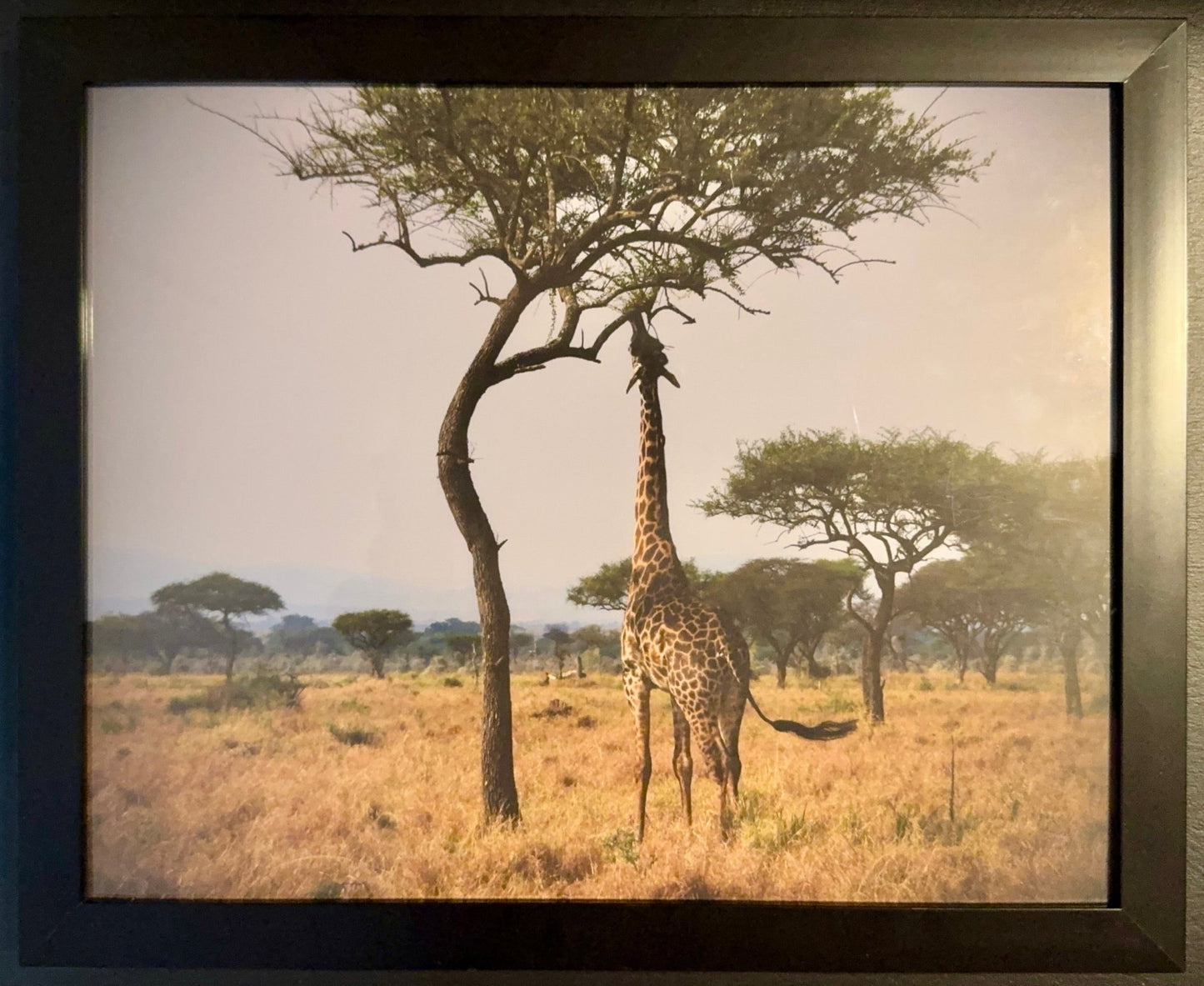 Giraffe - Drone Vision Photography