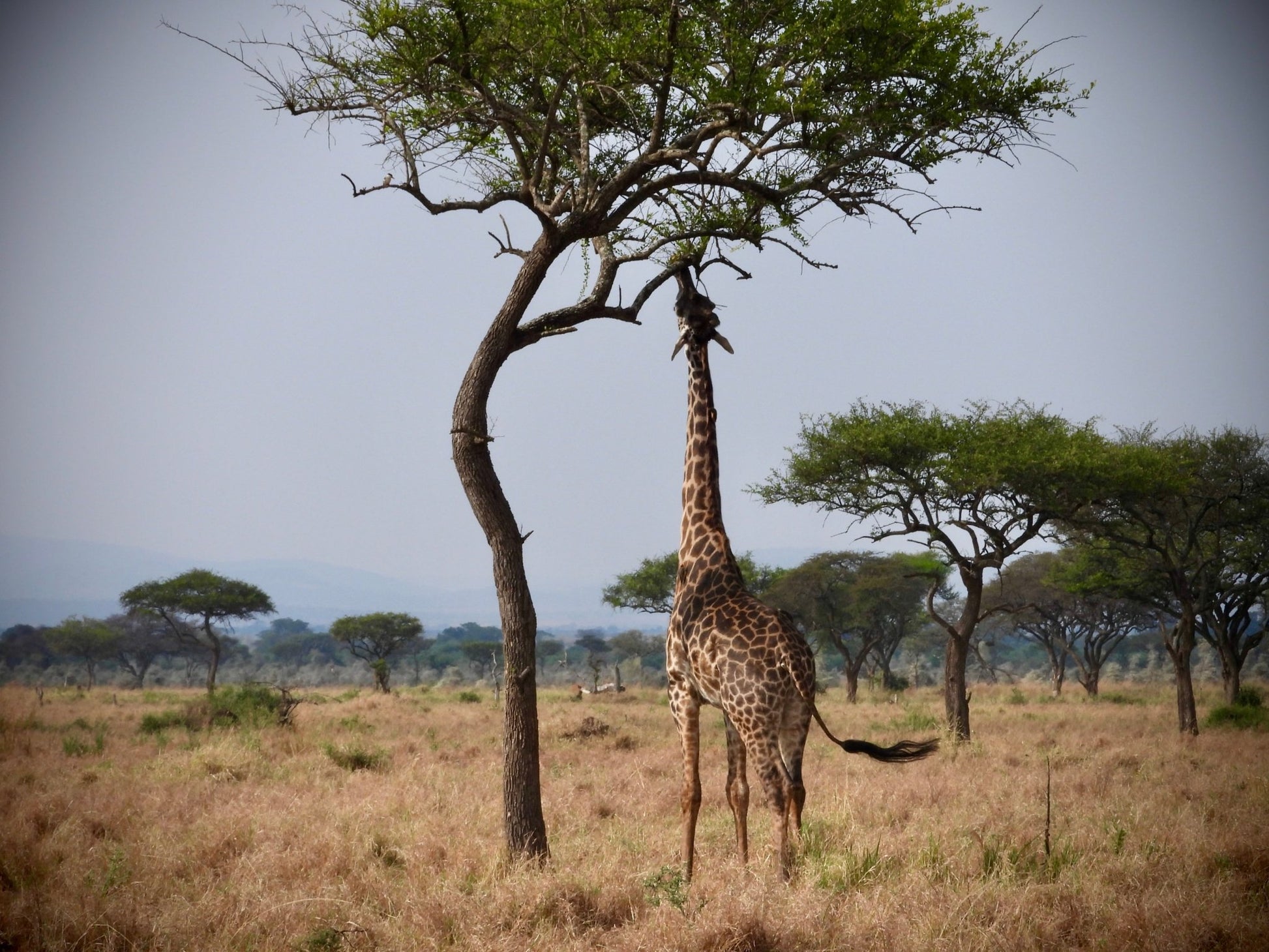 Giraffe - Drone Vision Photography