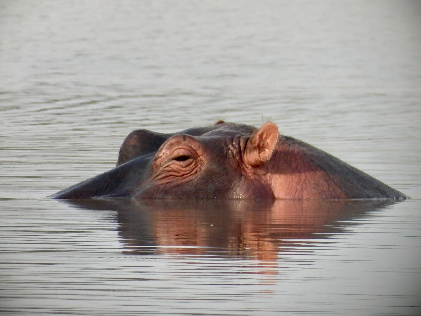 Hippo - Drone Vision Photography