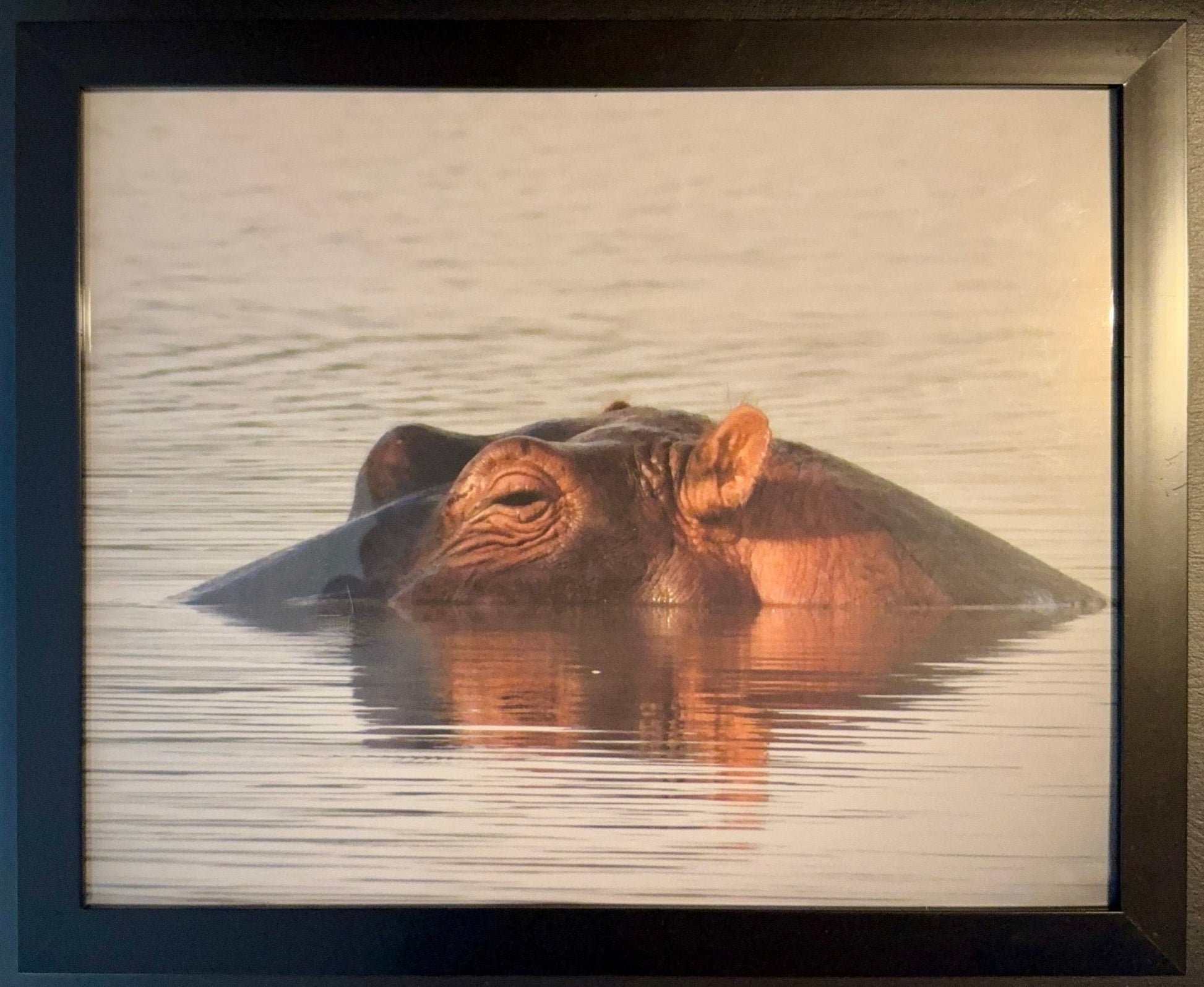 Hippo - Drone Vision Photography