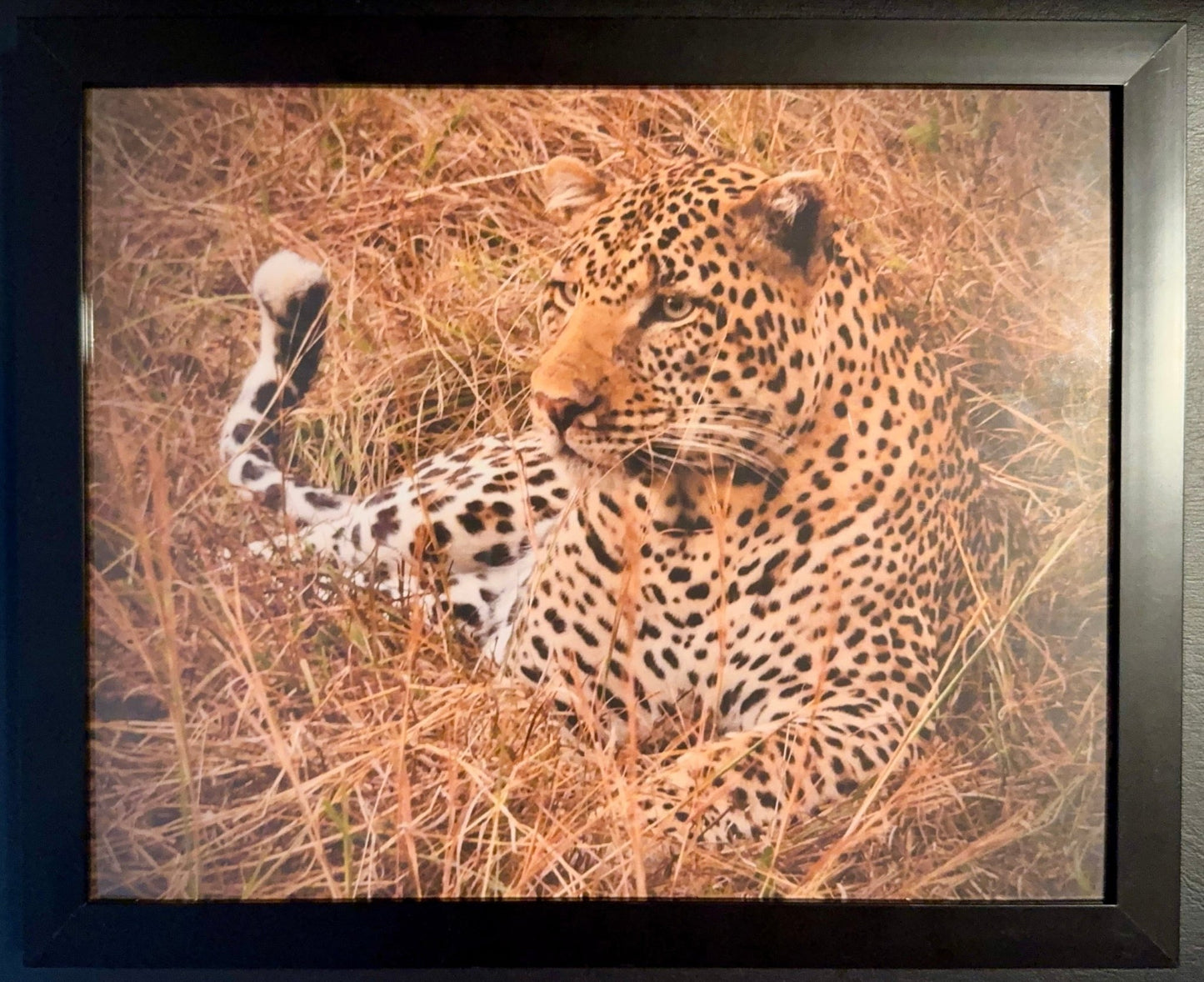 Leopard - Drone Vision Photography