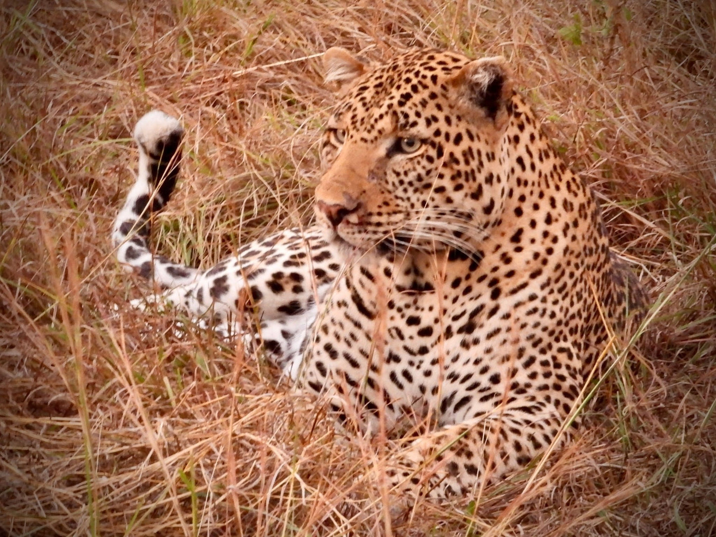 Leopard - Drone Vision Photography