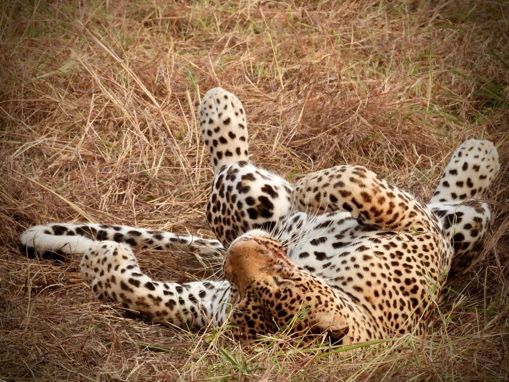 Leopard - Drone Vision Photography