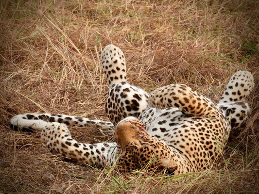 Leopard - Drone Vision Photography