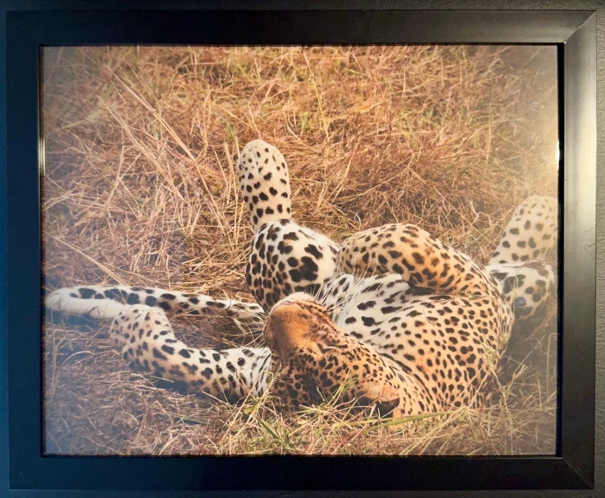 Leopard - Drone Vision Photography