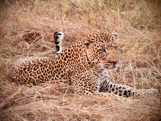 Leopard - Drone Vision Photography