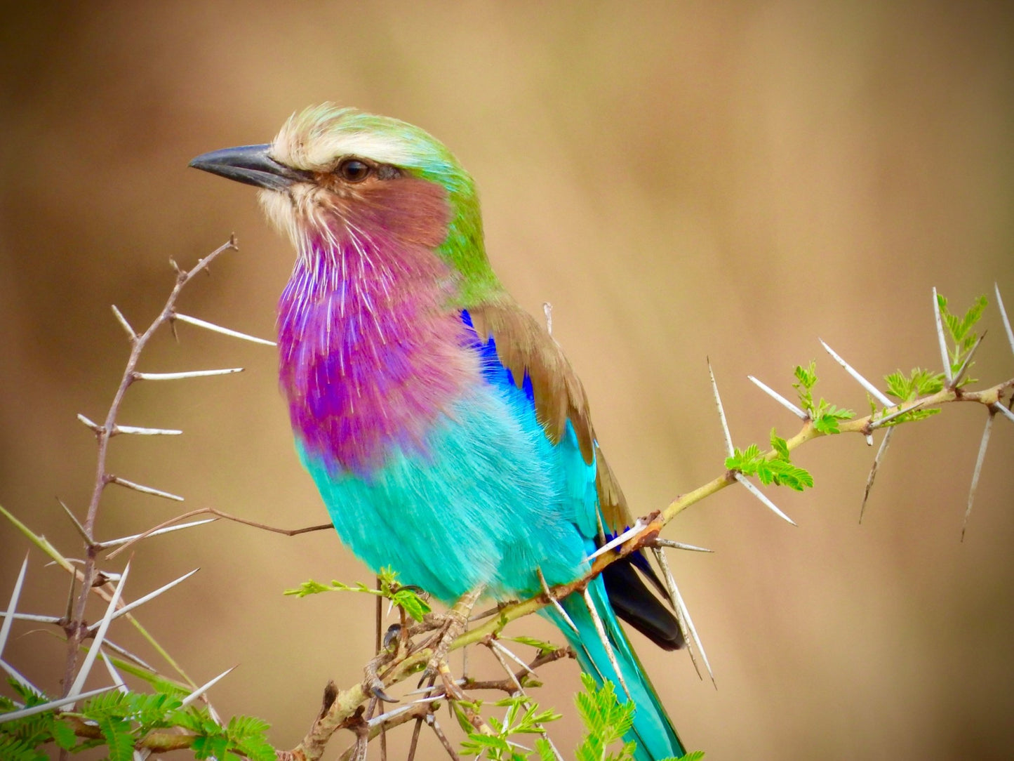 Lilac Breasted Roller - Drone Vision Photography