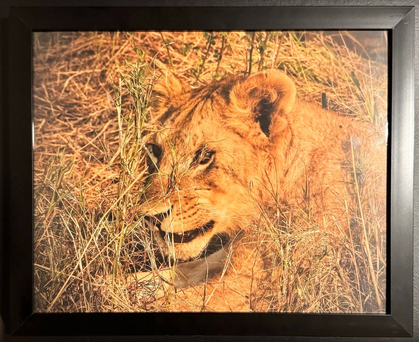 Lion - Drone Vision Photography