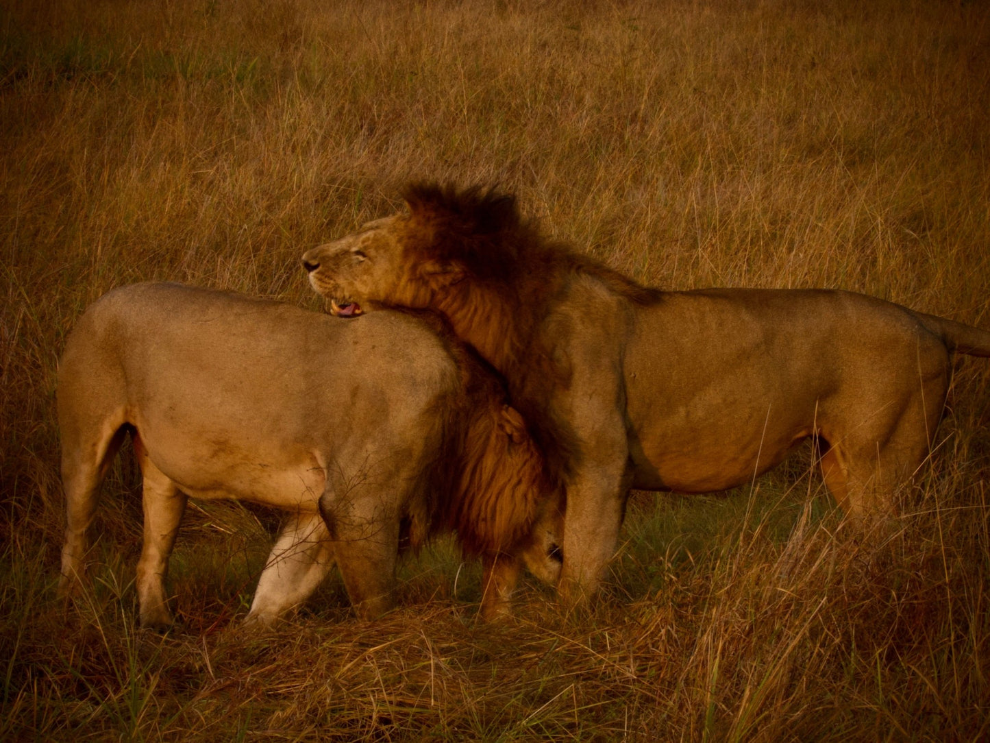 Lion - Drone Vision Photography