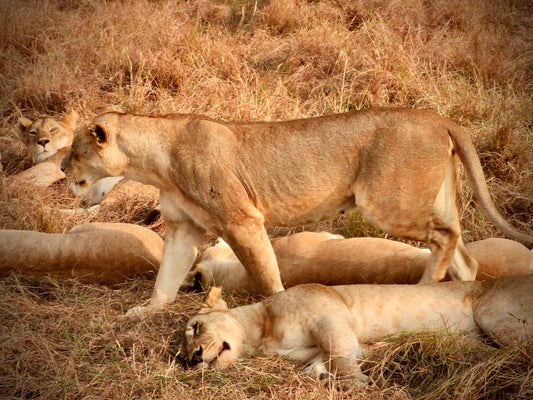 Lion - Drone Vision Photography