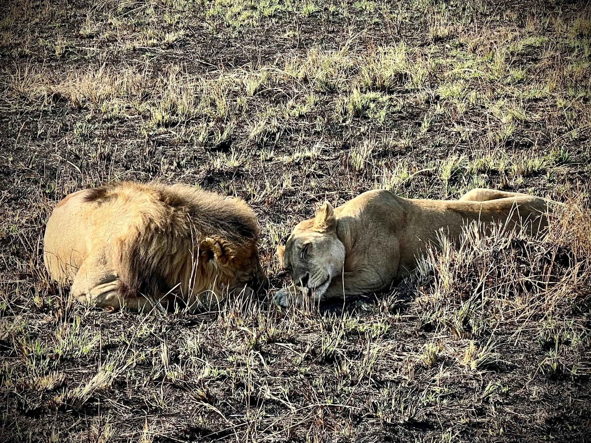 Lion - Drone Vision Photography