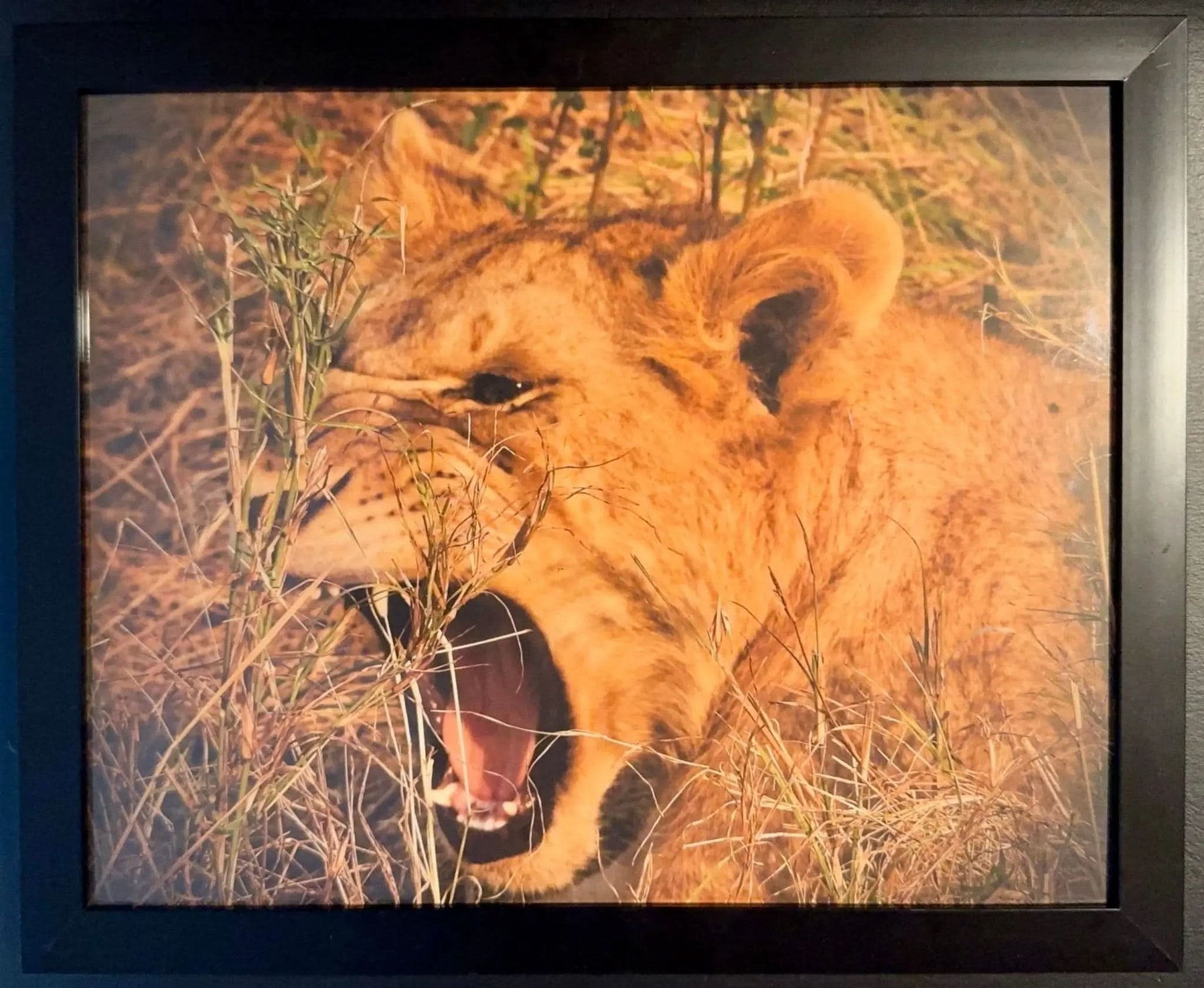 Lion - Drone Vision Photography