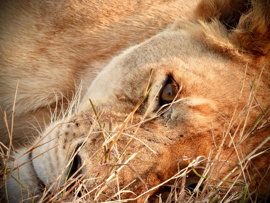 Lion - Drone Vision Photography