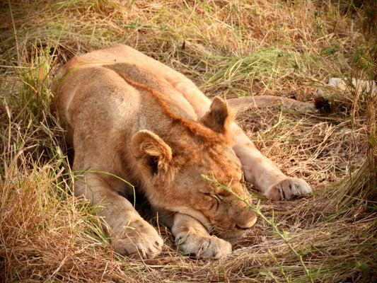 Lion - Drone Vision Photography