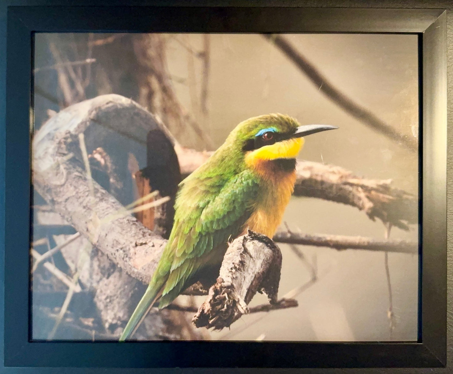 Little Bee Eater - Drone Vision Photography