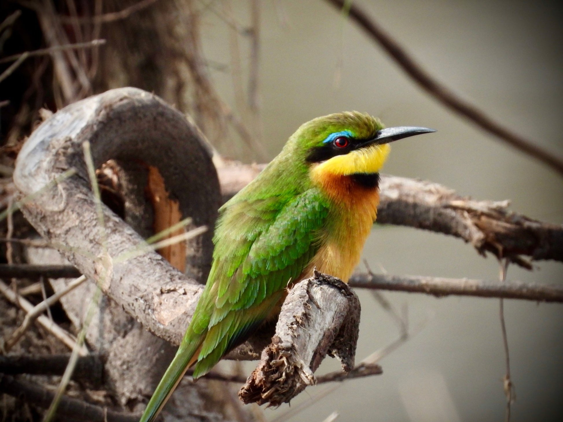 Little Bee Eater - Drone Vision Photography