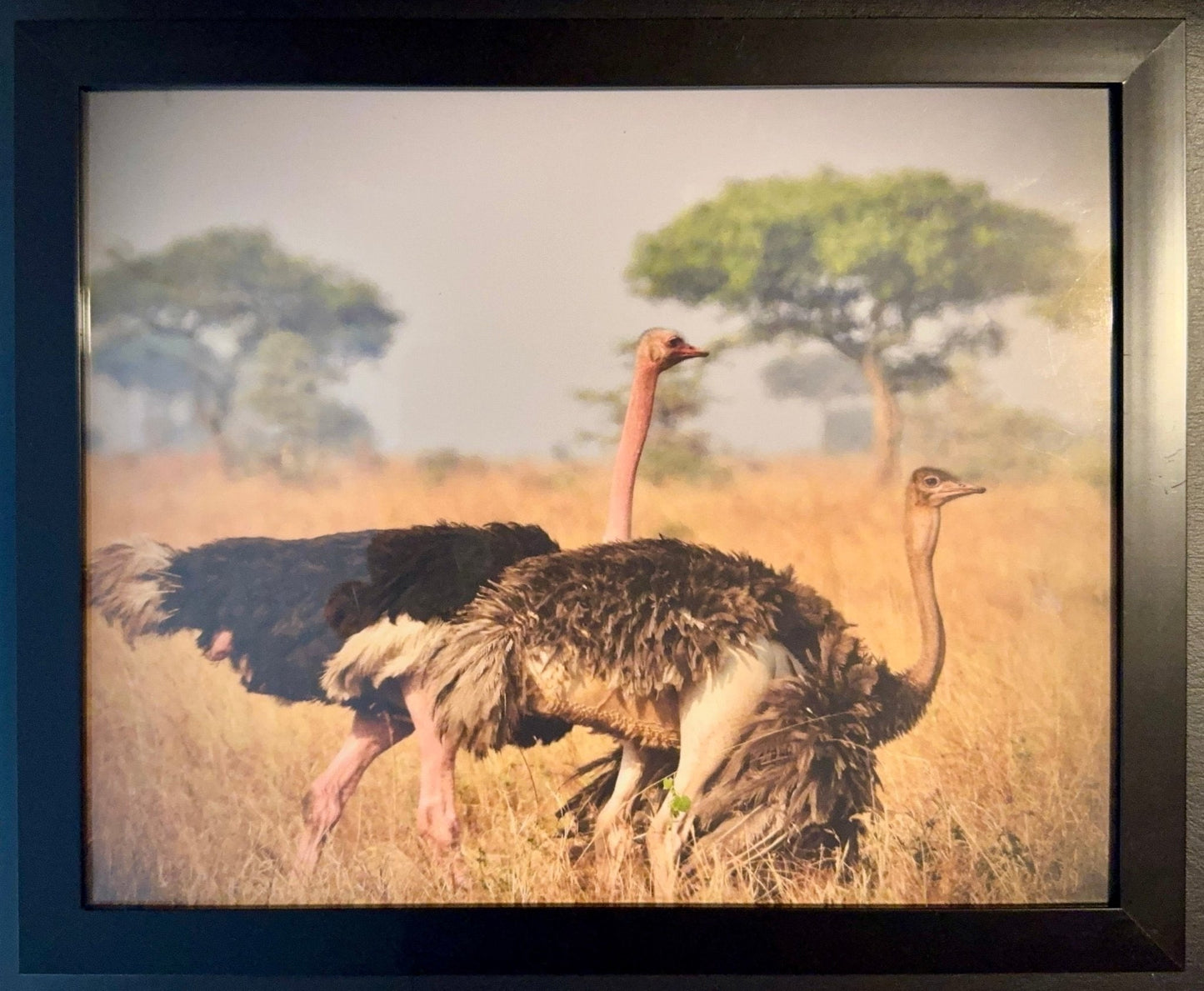 Ostrich - Drone Vision Photography