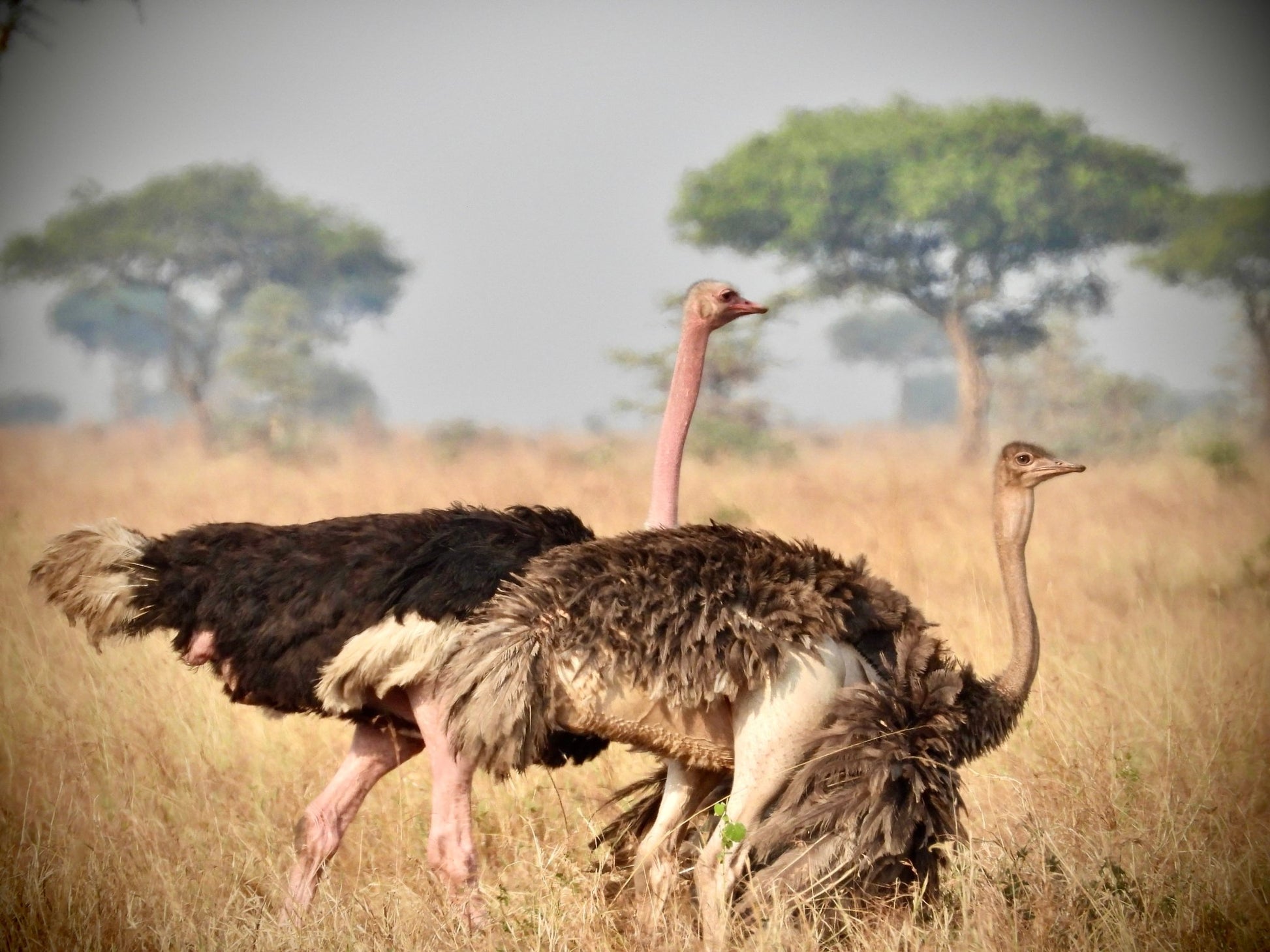 Ostrich - Drone Vision Photography