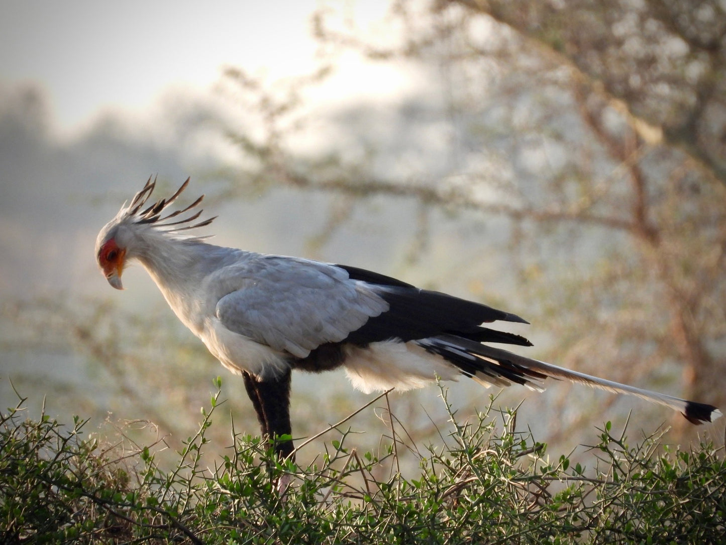 Secretary Bird - Drone Vision Photography