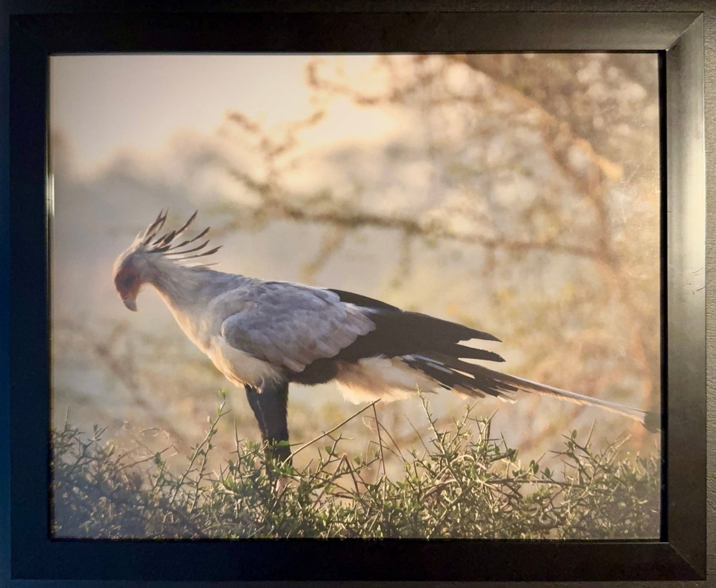 Secretary Bird - Drone Vision Photography