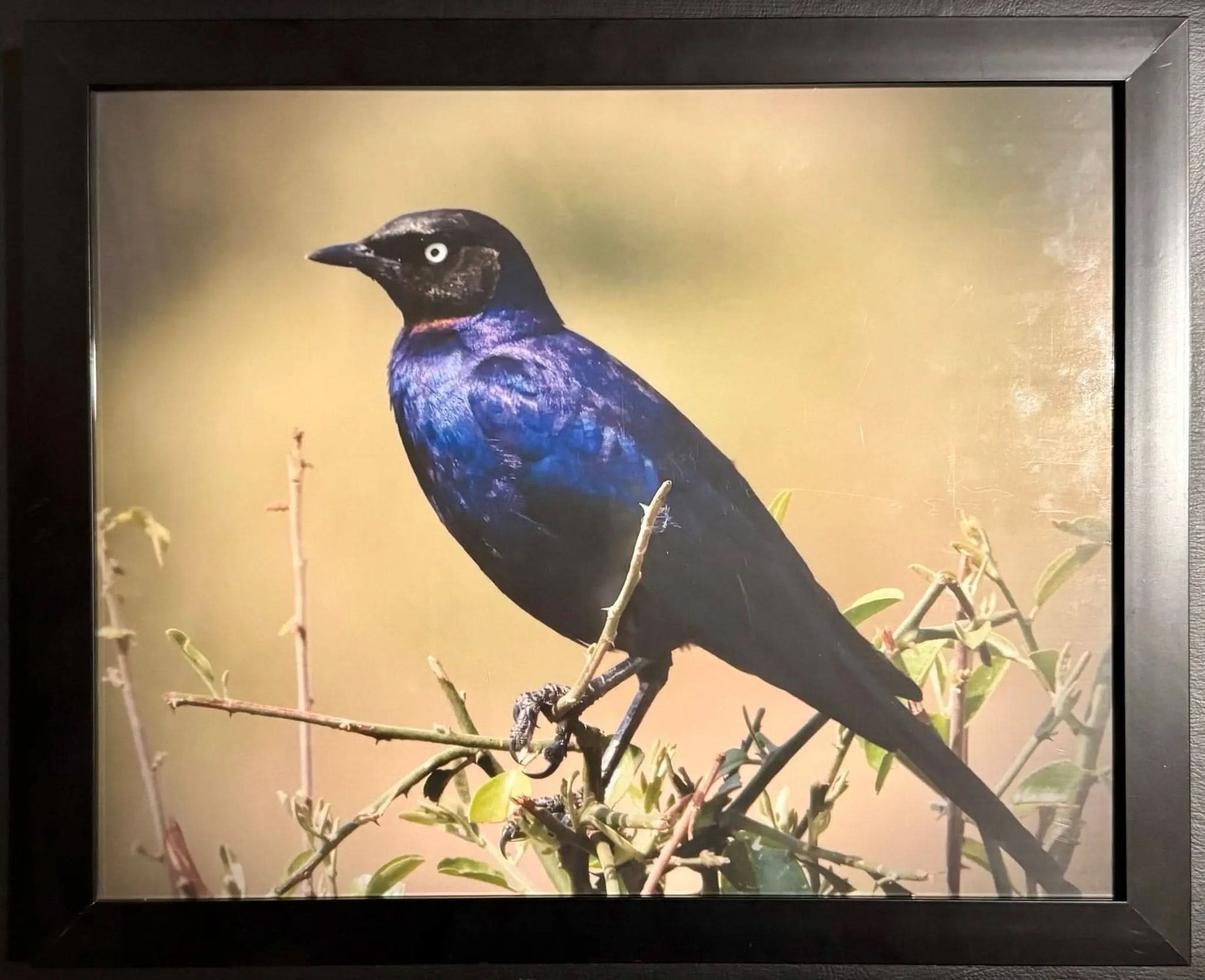 Superb Starling - Drone Vision Photography