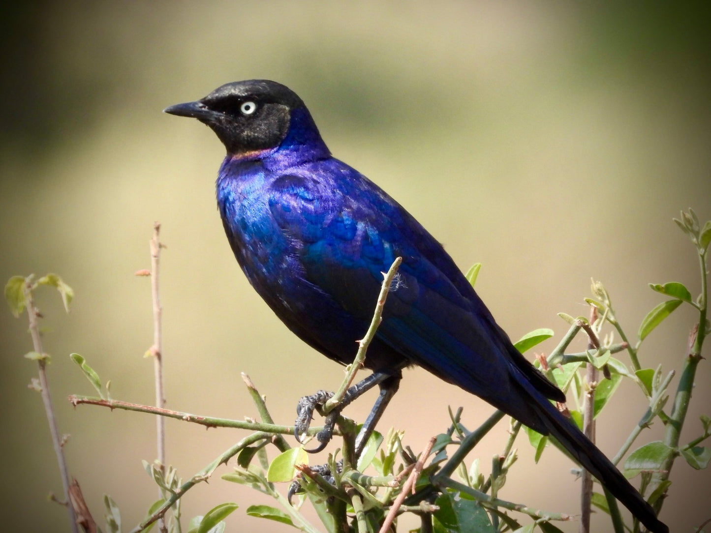 Superb Starling - Drone Vision Photography